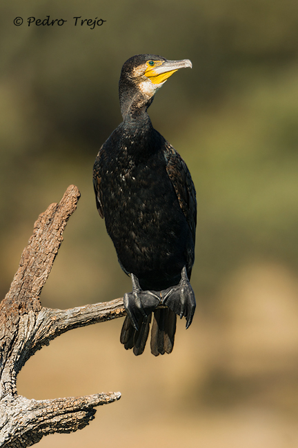 Cormoran grande (Phalacrocorax carbo)